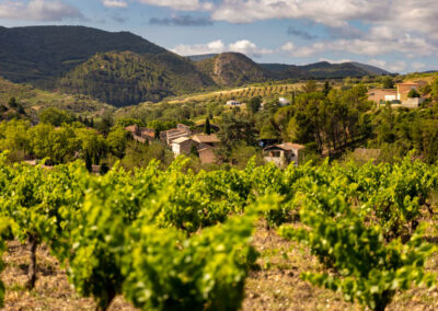 photo du vignoble Laurent Cassignol