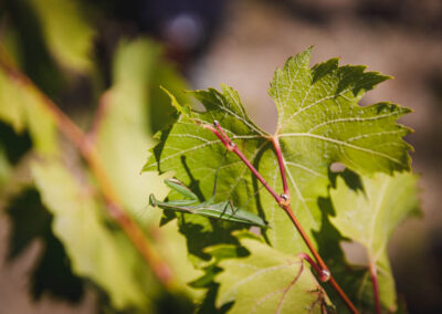 Photo vignoble domaine Laurent Cassignol