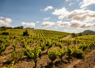 Photo du vignoble domaine Laurent Cassignol