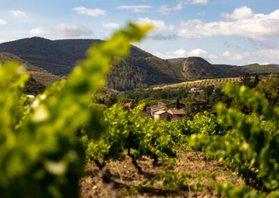 Photo vignoble domaine Laurent Cassignol