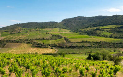 Photos d’un vignoble : Domaine Laurent Cassignol