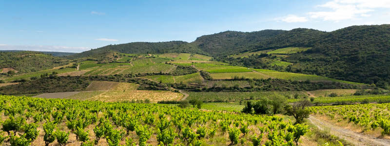 photo du vignoble Laurent Cassignol